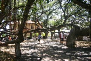 Lahaina Banyan trees | Lahaina